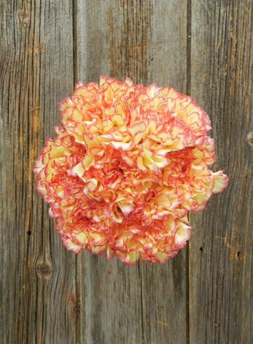 YELLOW VIANA  BICOLOR YELLOW/PINK CARNATIONS